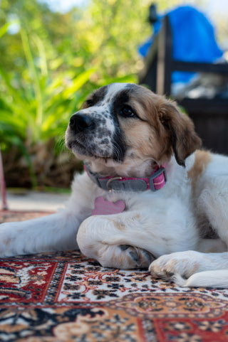 The Goddess Gives Back - Saving Hope Animal Rescue🐾